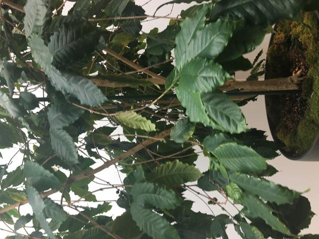 探秘星巴克总部